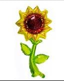 girasol  flor
